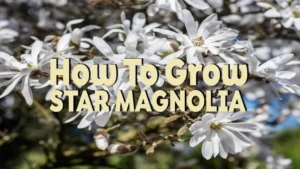 how to grow star magnolia