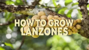 how to grow lanzones