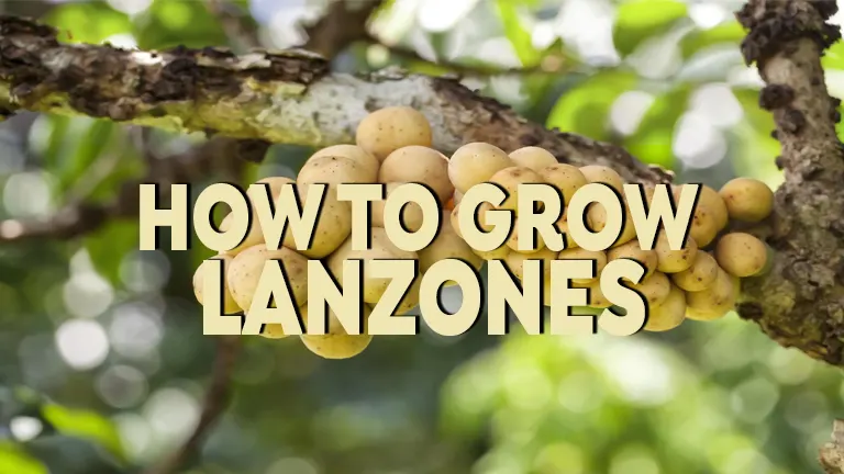 How to Grow Lanzones: Your Guide to Growing This Exotic Fruit