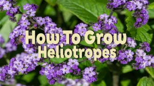 how to grow heliotropes