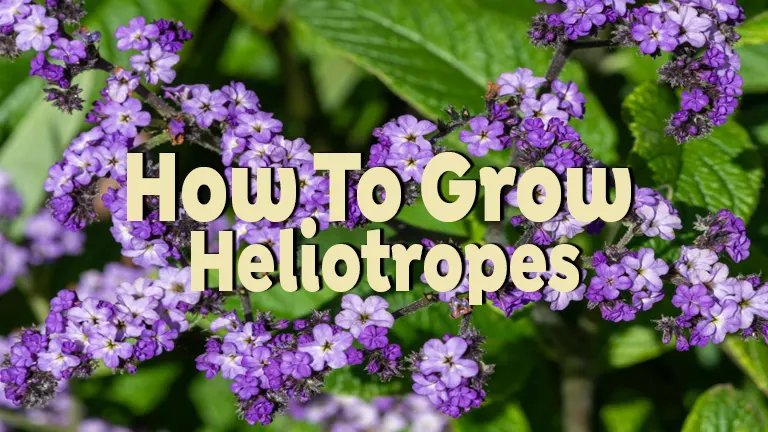 How to Grow Heliotropes: Beginner's Guide to Fragrant Blooms