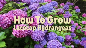 how to grow lacecap hydrangeas