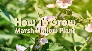how to grow marsh mallow plant