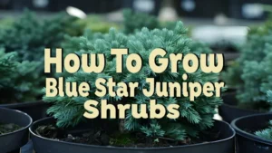 how to grow blue star juniper shrubs