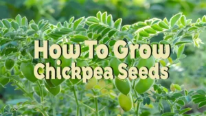 how to grow chickpea seeds
