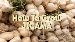 how to grow jicama