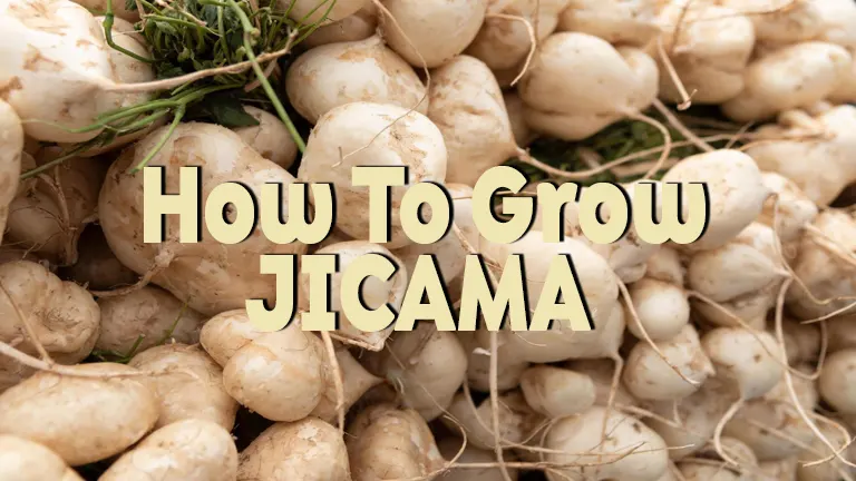 How to Grow Jicama: Your Easy Guide to Cultivating the Mexican Yam Bean