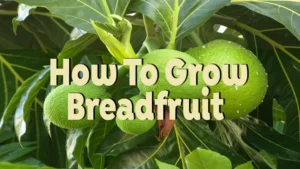how to grow breadfruit