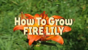 how to grow fire lily