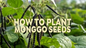 how to plant monggo seeds