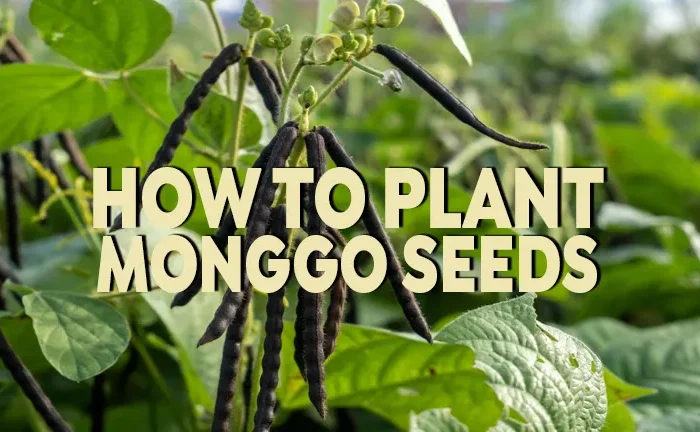How to Plant Monggo Seeds