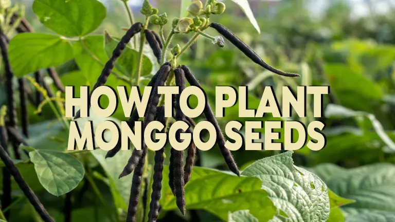 How to Plant Monggo Seeds