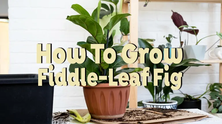 How to Grow Fiddle-Leaf Fig: From Lighting to Repotting