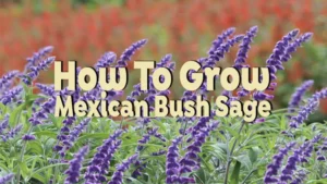 how to grow nwxican bush sage
