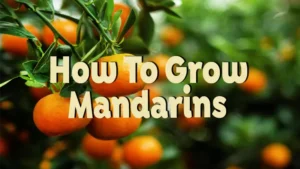 how to grow mandarins
