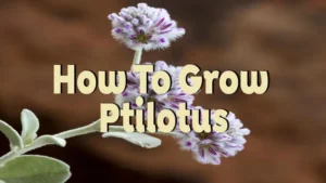 how to grow ptilotus