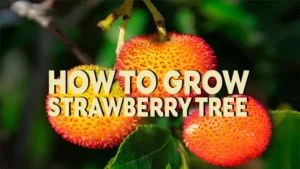 how to grow strawberry tree