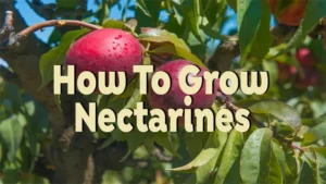 how to grow nectarines