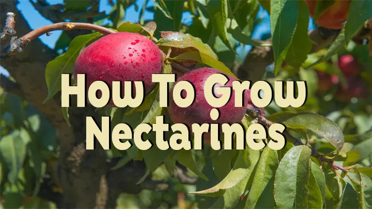 How to Grow Nectarines: Complete Guide for Sweet Success