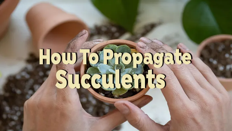 How to Propagate Succulents: Simple Techniques for Thriving Plants