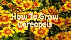 how to grow coreopsis