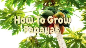 how to grow papayas