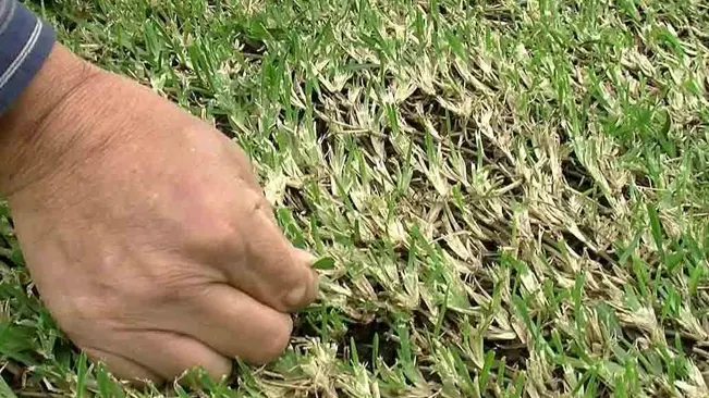close-up of a person’s hand pulling at the grass, revealing the underlying soil.