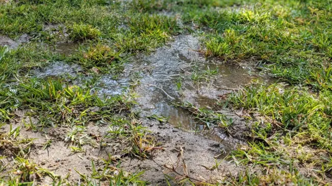 a small, muddy puddle surrounded by patches of green grass and bare soil with distinct footprints visible in the mud around the puddle
