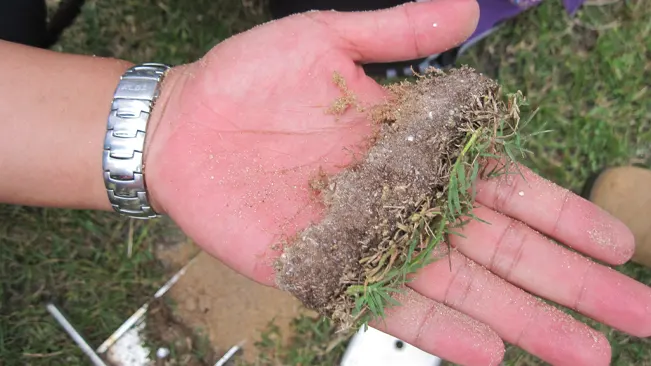 Hand holding soil and grass mixture