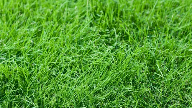 Close-up of green lawn with water droplets