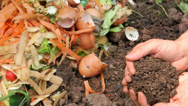 Hand holding compost soil next to a pile of kitchen waste