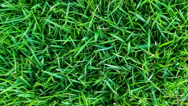Pile of green grass