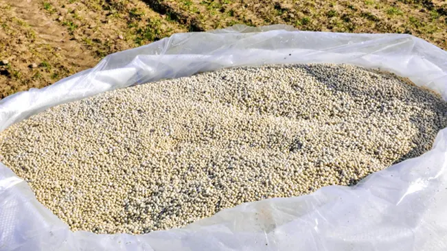 large pile of white grains, possibly rice or fertilizer, placed on a white plastic sheet outdoors