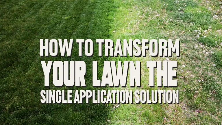 How to Transform Your Lawn: The Single Application Solution