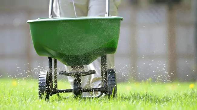 person pushing a green fertilizer spreader across a lush, green lawn, releasing granular substances onto the grass