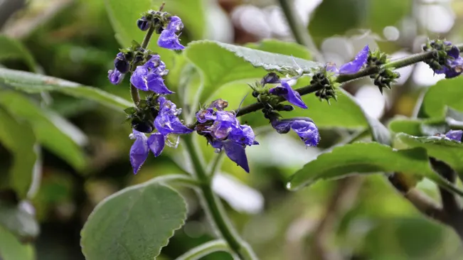 Blue Spur Flower