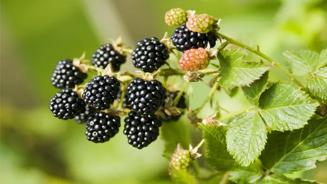 blackberries