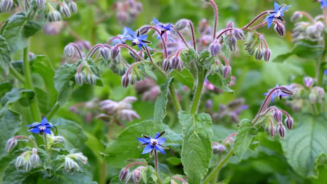  is a versatile herb renowned for its striking blue flowers and cucumber-like flavor