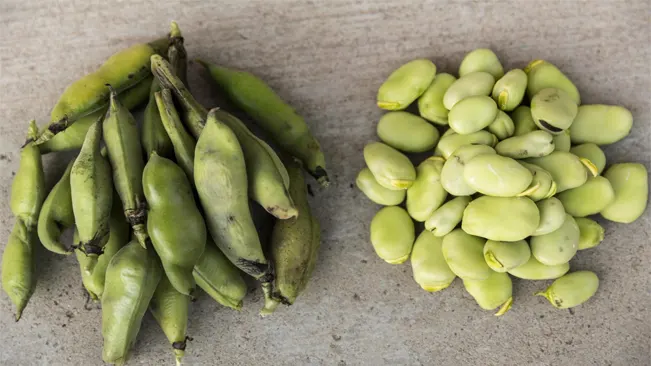 Harvesting Fresh Lima Beans