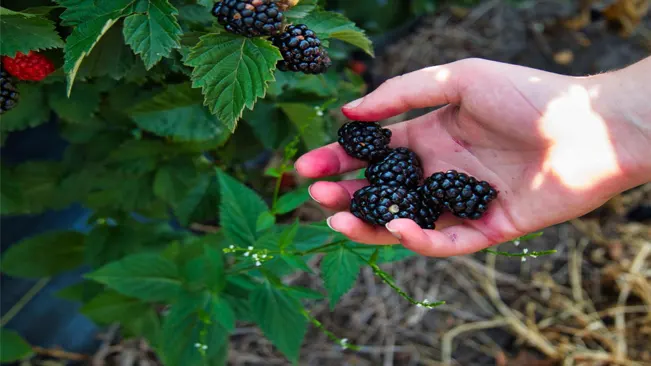 Harvesting Technique