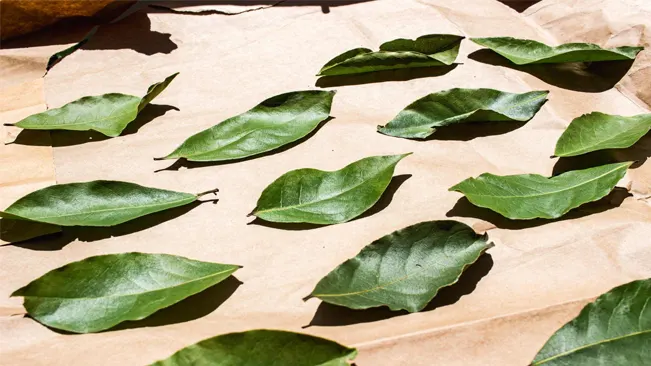 Drying Bay Leaves