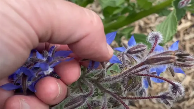 gently picking the borage flowers off the plant