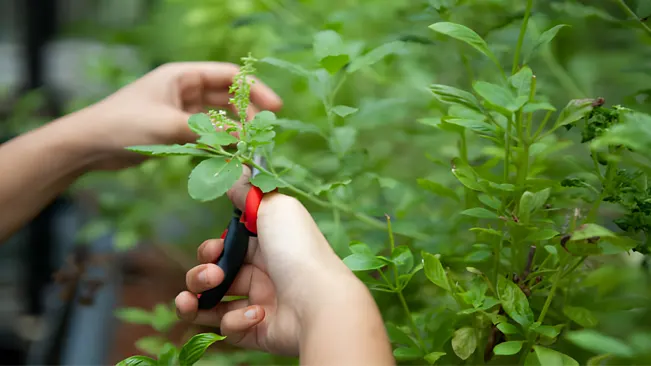 Pruning for Healthier Growth