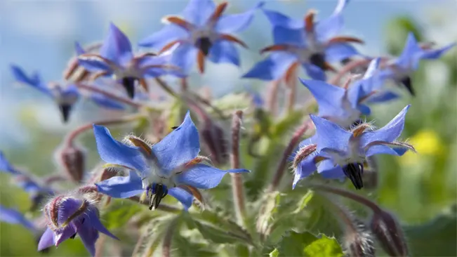 Borage can be harvested anytime during the growing season