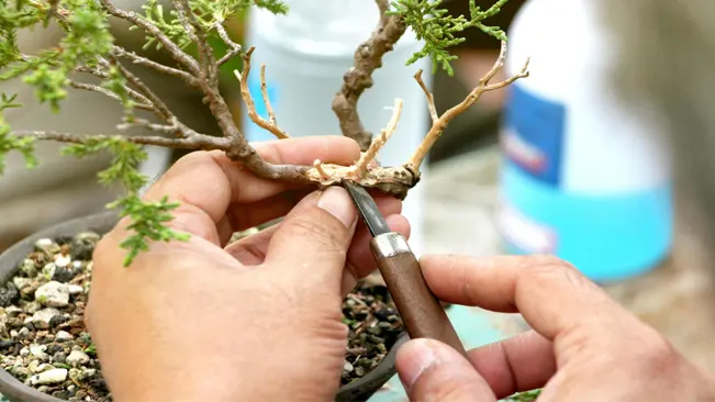 Removing Unwanted Branches