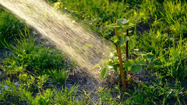 Watering