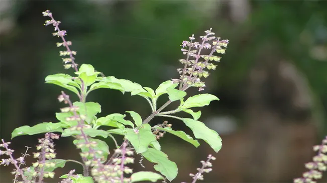 Krishna Tulsi (Ocimum tenuiflorum)