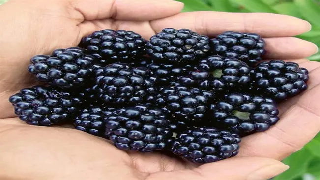 Erect Blackberries