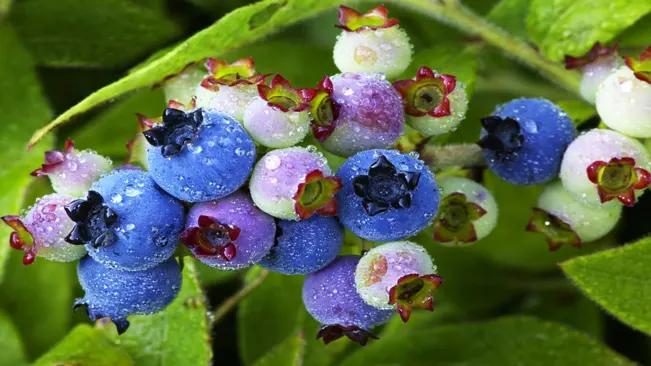 Lowbush Blueberries