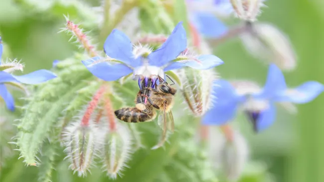 Borage is particularly attractive to bees